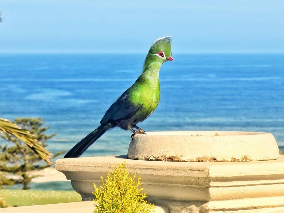 Livingstone Villa وايلدرنيس المظهر الخارجي الصورة